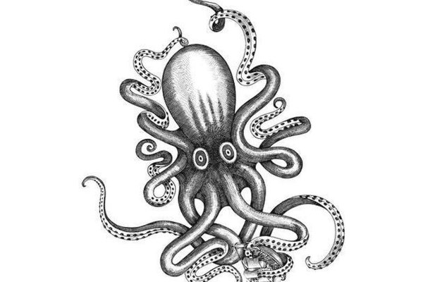 Kraken 11at