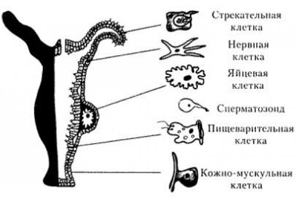 Код blacksprut