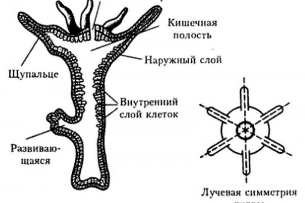 Вход на кракен зеркало